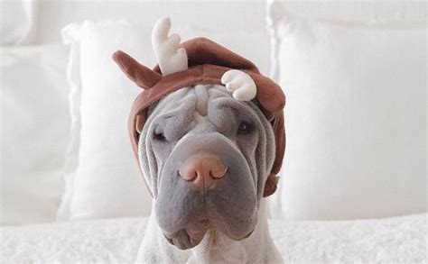 8 Costumes That Prove Shar Peis Always Win At Halloween