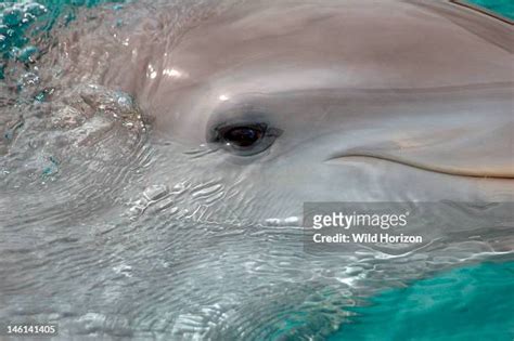 Dolphin Eye Photos And Premium High Res Pictures Getty Images