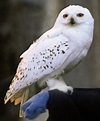 Hedwig | Harry Potter Wiki | FANDOM powered by Wikia