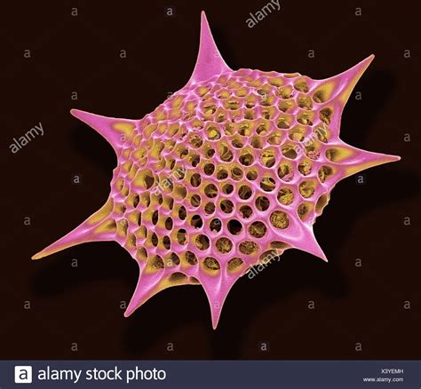 Protozoans High Resolution Stock Photography And Images Alamy