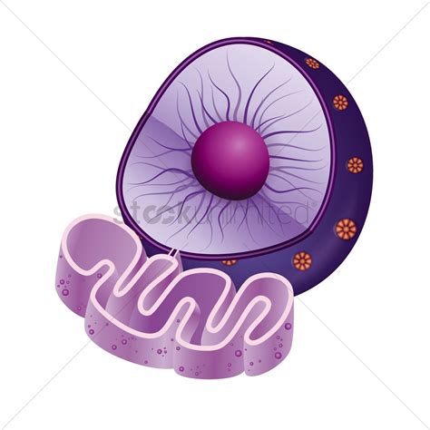 Nucleus Clipart 20 Free Cliparts Download Images On Clipground 2023