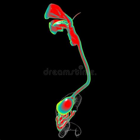 Stomach Anatomy Human Digestive System For Medical Concept 3d Stock