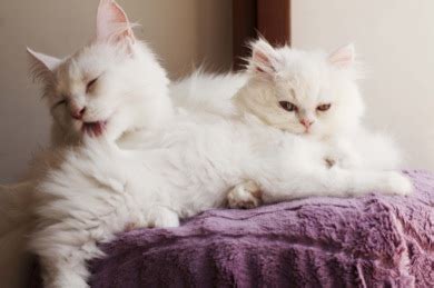 Cats often purr when they're grooming each other (credit: Second-Hand Smoke And Pets - Good Pet Parent