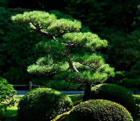 Japanese Pine Tree Garden Design Ideas Japanese Garden Japanese