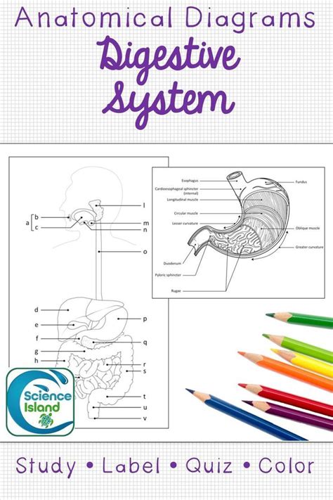 Digestive System Diagrams And Quizzes