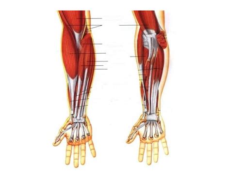 The upper arm is located between the shoulder joint and elbow joint. Superior Arm Muscles - PurposeGames