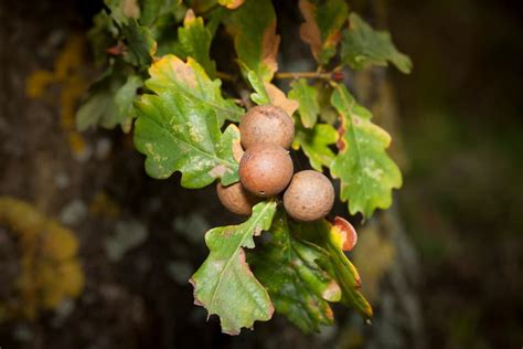 Understanding Oak Galls Natures Curious Creations On Oak Trees Oak Wilt
