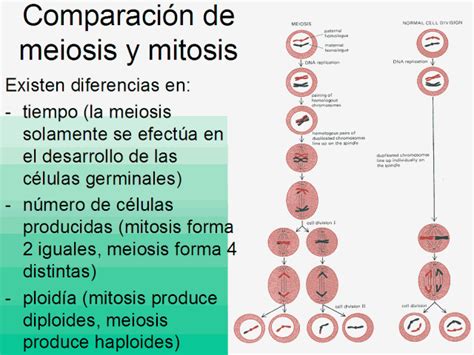 Meioimg008 1 Mitosis Mitosis Y Meiosis Clase De Biología