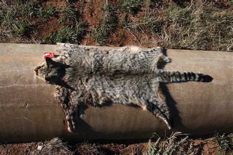 Curiosity Killed The Feral Cat Sporting Shooters Association Of