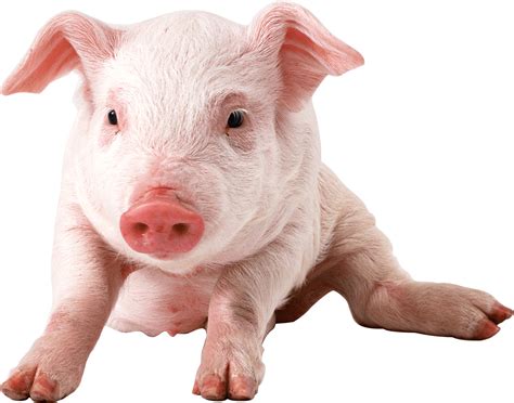 Baby Pig Png Hd Transparent Baby Pig Hdpng Images Pluspng