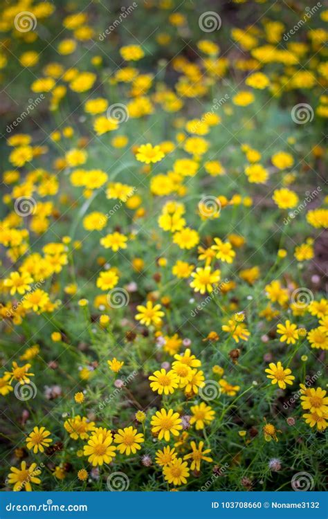 Wild Yellow Daisy Flowers In A Field Stock Photo Image Of Meadow