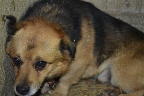 Ciapkowo Gdynia Psy Do Adopcji - „Ciapkowo” ratuje psy ze schroniska w Radysach - Gdynia