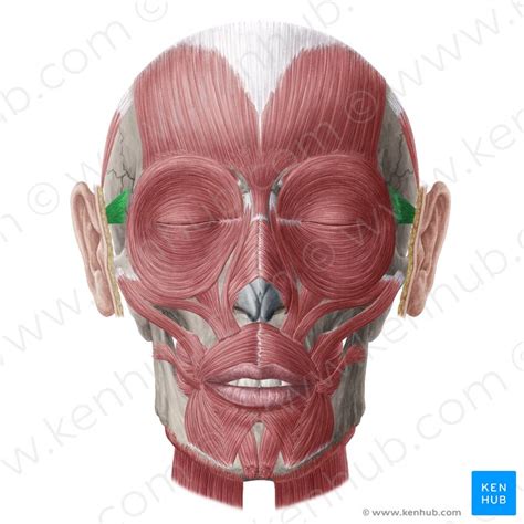Musculus Auricularis Anterior Anatomie And Funkion Kenhub