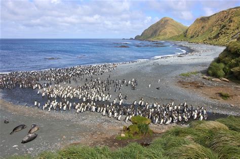 Landscapes And Seascapes Of New Zealands Sub Antarctic Islands And