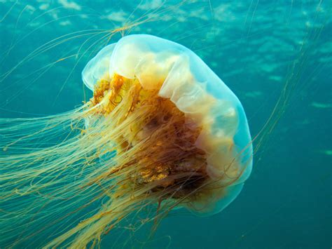 Lion's mane jellyfish description, behavior, feeding, reproduction, lion's mane jellyfish threats the tentacles of the lion's man jellyfish can vary in length. 20 Jellyfish Facts: No Heart, No Brain, No Blood - They're Fascinating