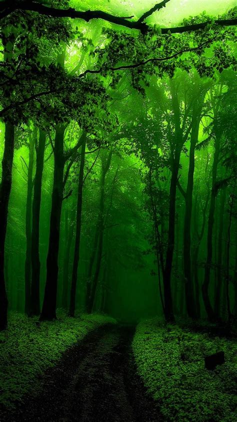 Download Green Forest Wallpaper By Georgekev 5a Free On Zedge™ Now