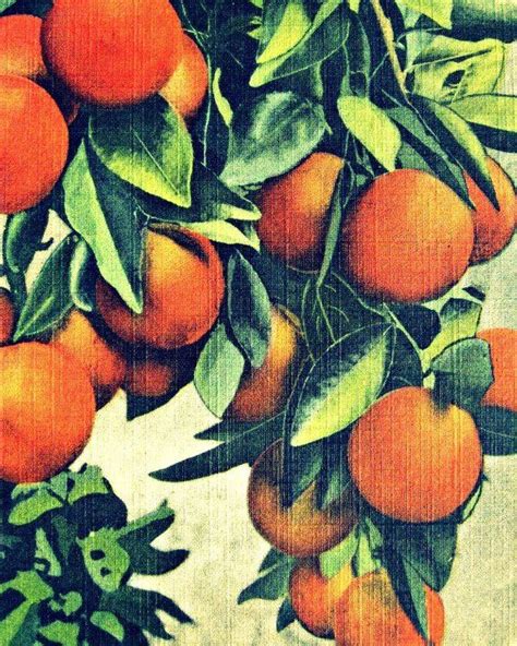 Oranges Fine Art Print Citrus Fruit Colorful Kitchen Wall Etsy