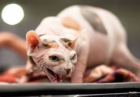 Sphynx Pregnant Cats 19 Photos How Many Days Go How To Understand