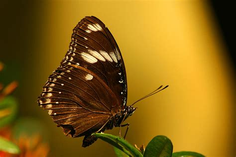 Brown Butterfly Photograph By Ichwan Hakim Fine Art America