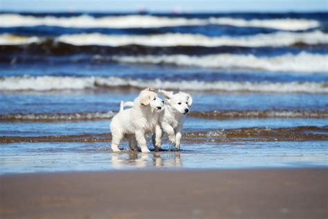 Rosie the golden retriever is gaining international attention for giving birth to puppies that don't quite look like her. two golden retriever puppies playing on a beach | Pets and ...