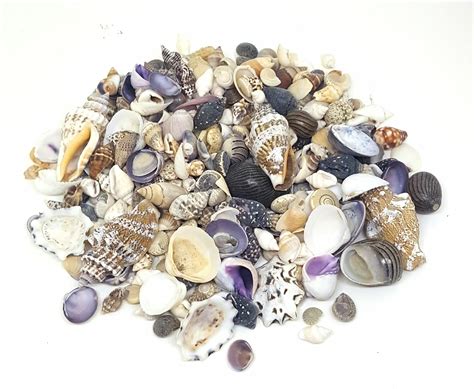 100g Small Sea Shells Mix 1 Seashells For Craft And Display