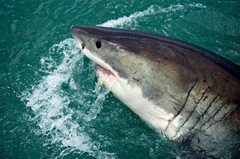Nouvelle Calédonie Les Campagnes D Abattage De Requins Interdites Par La Justice Niooz Fr