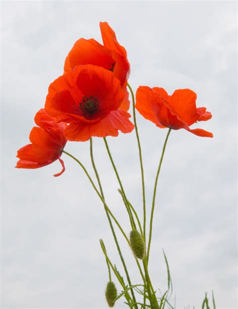 Remembrance Day Poppy Day Greetingswishes Poppies Flowers Red