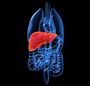 The liver is found in the superior right quadrant of the abdomen and weighs approximately 1.5 kilograms. Unearthing the Reality Behind the Detox Diet