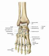 Its lower end helps create the knee joint. Toe Woes | Leg anatomy, Anatomy reference, Anatomy and physiology