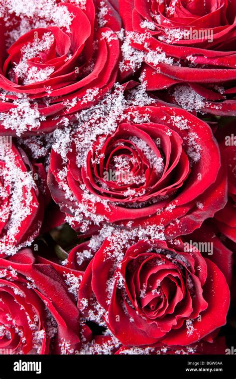 Red Roses Covered In Snow Crystals In Winter Stock Photo Alamy