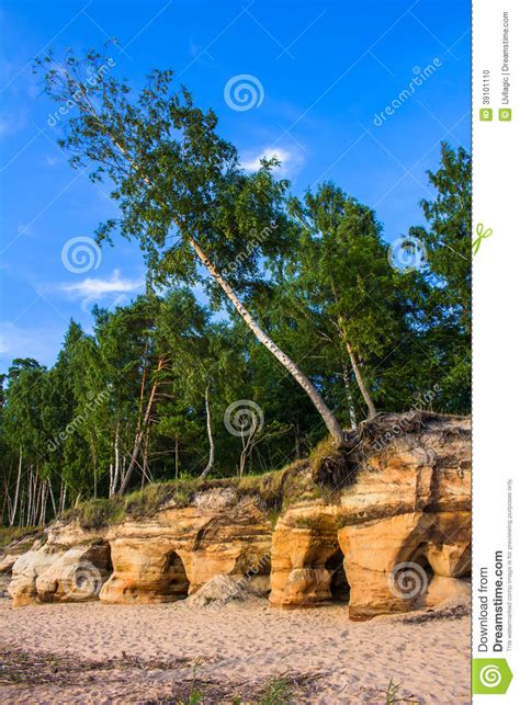 Tree On A Beach Stock Photo Image Of Seascape Cave 39101110