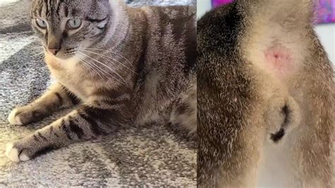 Feline Anatomy 101 Cat Balls And Bütthole After Bubble Bath Male Neutered Lynx Point Cat Youtube