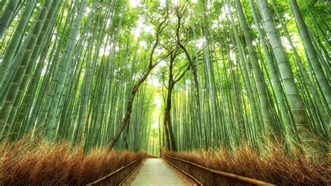 Japan Nature Wallpapers 62 Background Pictures