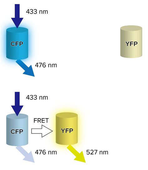 Monitoring Of Protein Behavior By Using Fret Jasco Global