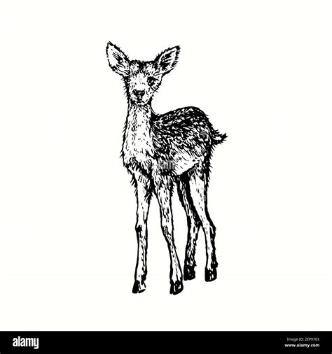 Hand Drawn Vintage Small Deer Ink Black And White Drawing Stock Photo