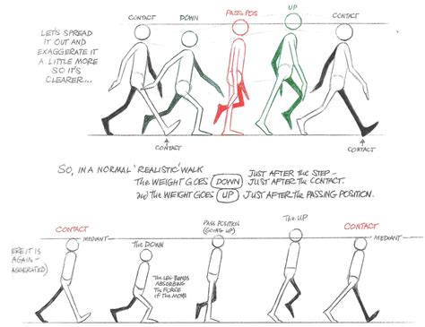 Hip And Shoulder Rotation In Walk Cycle Animation Tutorial Animation Images