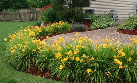 How To Grow Daylilies Miracle Gro Yellow Plants Lily Plants Gravel
