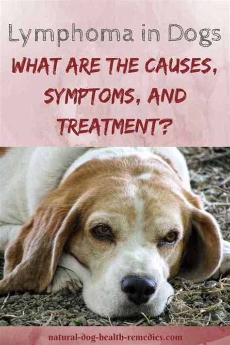 Lymphoma In Dogs Symptoms And Treatment