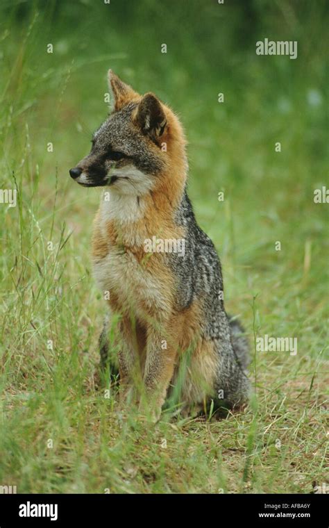Gray Fox Urocyon Cinereoargenteus Sitting Observing Resting