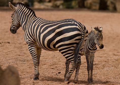 Three Baby Zebras Valencia Bioparc