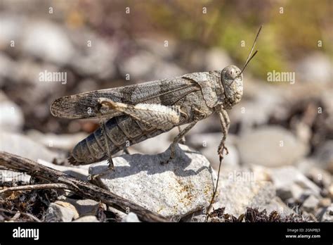 Slender Blue Winged Grasshoppers Hi Res Stock Photography And Images
