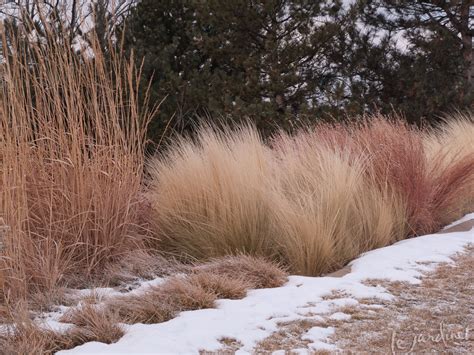 Plants For Winter Interest Accents Of Nature Landscaping Inc