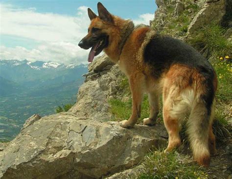 German Shepherd Dog Gsd Alsatian Breed Info Images