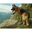 German Shepherd Dog GSD  Alsatian Breed Info Images Videos FAQs