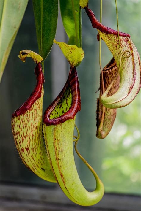 4 Low Maintenance Exotic Plants You Should Grow That Aren