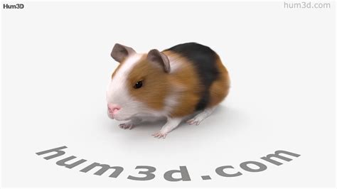 Guinea Pig Hd 3d Model By Youtube
