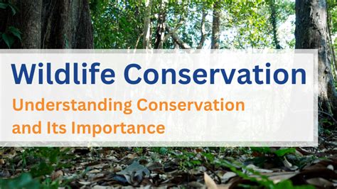 Wildlife Conservation Understanding Conservation And Its Importance