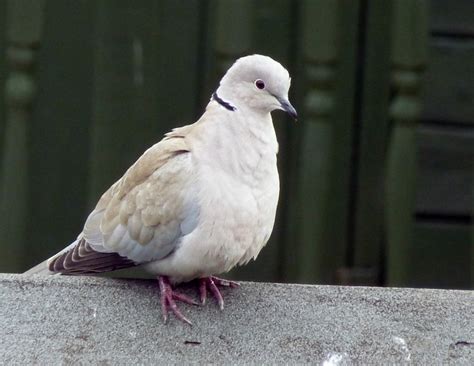 Dove - Doves Photo (32938407) - Fanpop