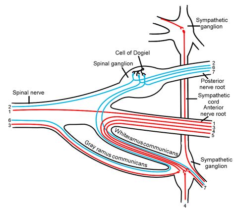 Structure Of The Autonomic Nervous System Boundless Anatomy And