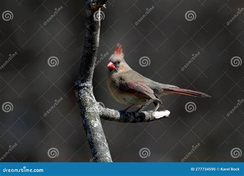 Northern Cardinal Cardinalis Cardinalis Stock Photo Image Of Green